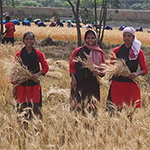 Wheat Harvest
