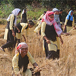 Wheat Harvest