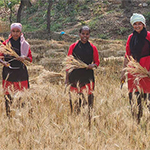 Wheat Harvest