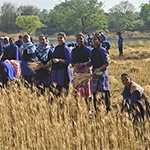 Wheat Harvest