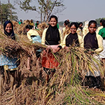 Harvesting