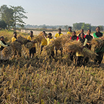 Harvesting