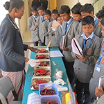Human Organ Modal in Exhibition