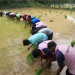 Paddy Transplantation Boys