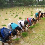 Paddy Transplantation Girls