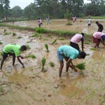 Paddy Transplantation