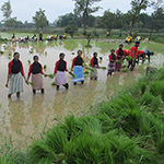 Paddy Transplantion