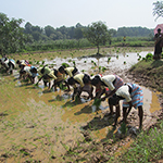 Paddy Transplantion