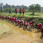 Paddy Transplantion