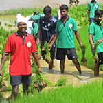 Paddy Transplantion