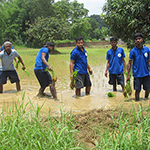 Paddy Transplantion